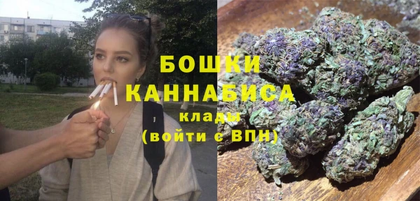индика Ельня