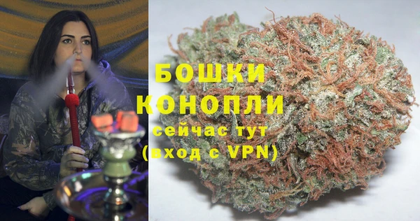 индика Ельня